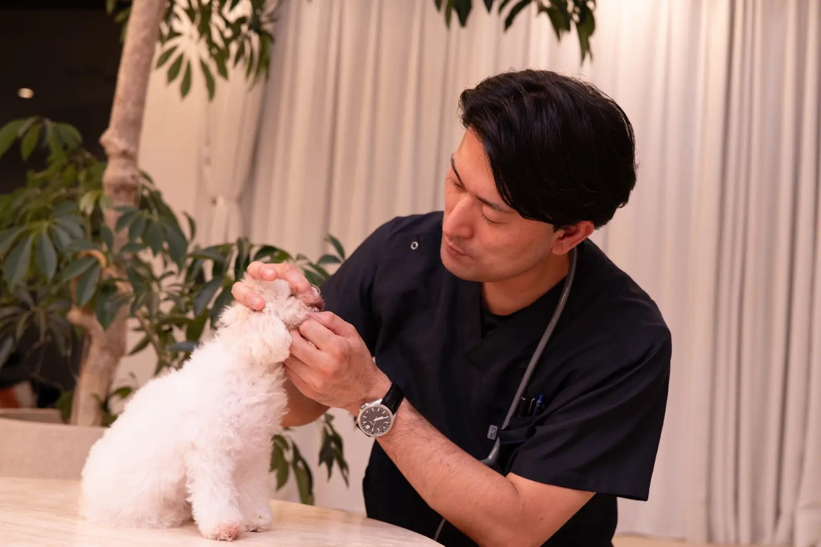 Tailor Vet Care
